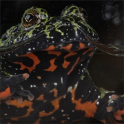 Oriental Fire-Bellied Toad