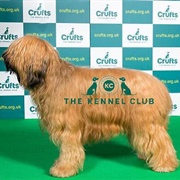 Briard