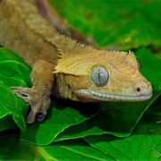 Crested Gecko