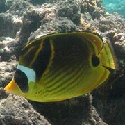 Raccoon Butterflyfish