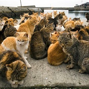 Cat Islands, Japan