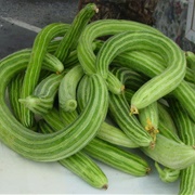 Armenian Cucumbers