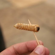 Huhu Grub (New Zealand)