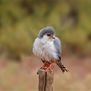 African Pygmy Falcon