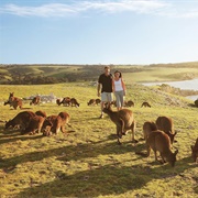 Kangaroo Island, Australia