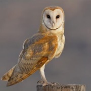 Barn Owl