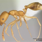 Pharaoh Ant