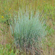 Little Bluestem