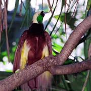 Greater Bird of Paradise