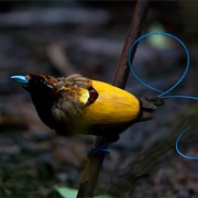 Magnificent Bird of Paradise