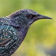 Eurasian Starling