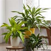 Buy a Houseplant