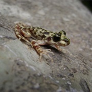 Mallorcan Midwife Toad