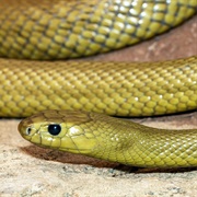 Inland Taipan