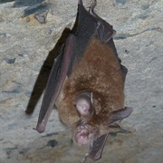 Eastern Horseshoe Bat