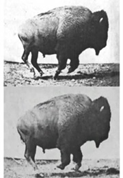 Buffalo Running (1883) (1890)