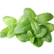 Fresh Mint