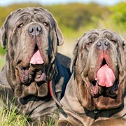 Neapolitan Mastiff