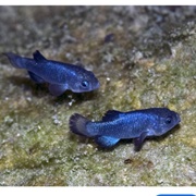 Devils Hole Pupfish