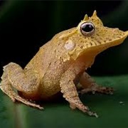 Solomon Island Leaf Frog