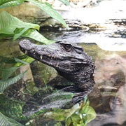 Smooth Fronted Caiman