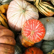 Heirloom Squash