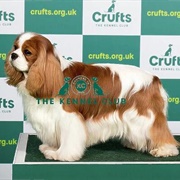 Cavalier King Charles Spaniel