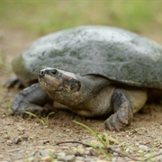 Giant South American River Turtle