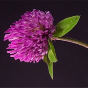 Red Clover Blossoms