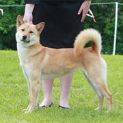 Korean Jindo