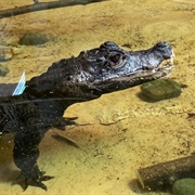 African Dwarf Crocodile