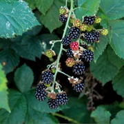 Wild Blackberries