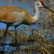 Sandhill State Wildlife Area