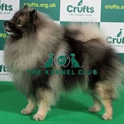 Keeshond