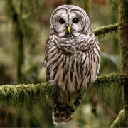 Barred Owl