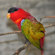 Purple-Naped Lory