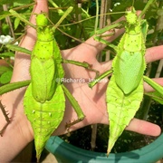 Jungle Nymph