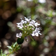 Thyme Blossoms