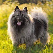 Keeshond