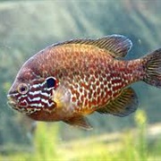 Pumpkinseed Sunfish