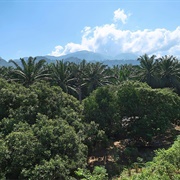 Taman Negara Jungle, Malaysia