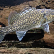 Murray Cod