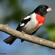 Red-Breasted Grosbeak