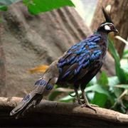 Palawan Peacock-Pheasant