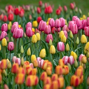 Tulips