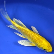 Ginrin Yamabuki Ogon Butterfly Koi