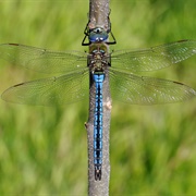 Emperor Dragonfly