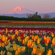 Wooden Shoe Tulip Farm, Woodburn, OR