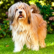 Tibetan Terrier