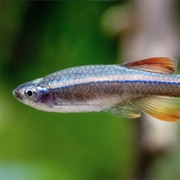 Minnow